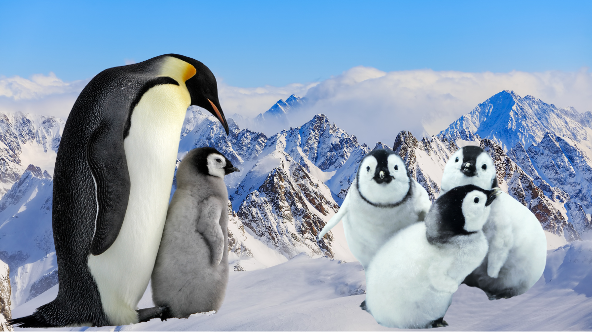 Facts About Penguins 2